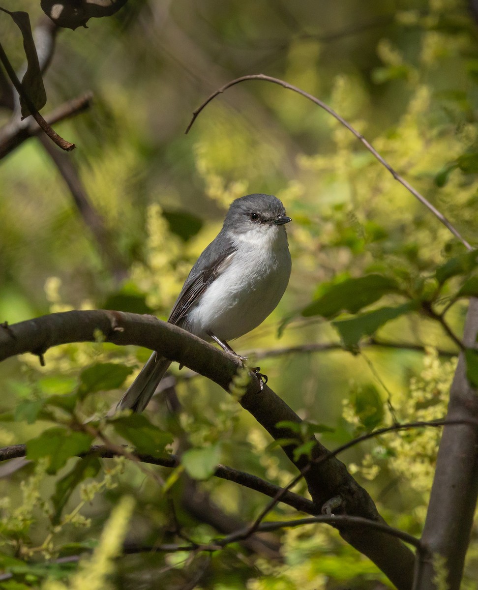 White-breasted Robin - ML642951303