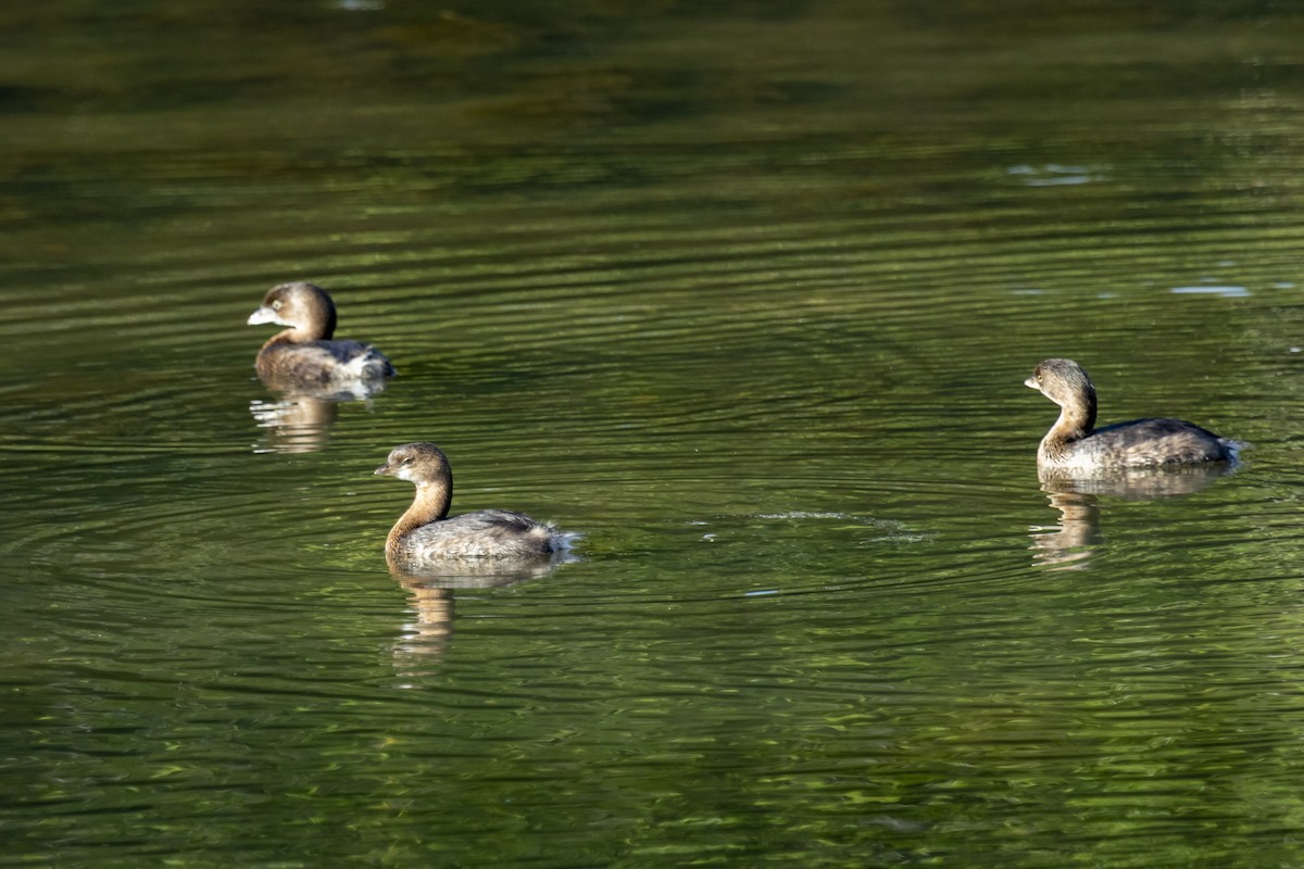 Pied-billed Grebe - ML642951304