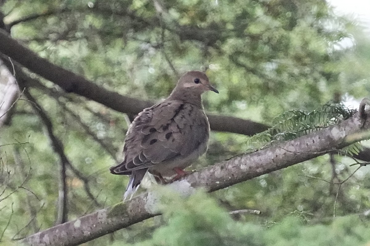 Mourning Dove - ML642951305