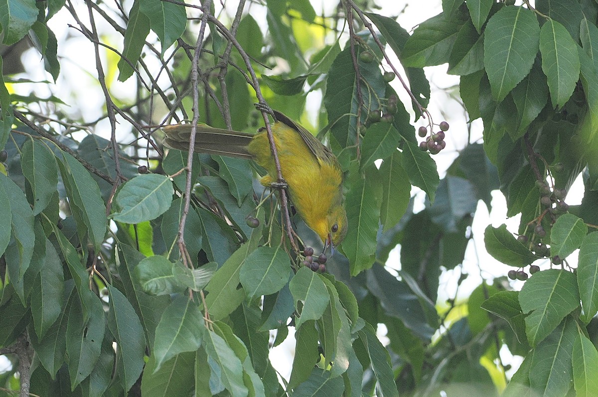 Joyful Greenbul - ML642951307