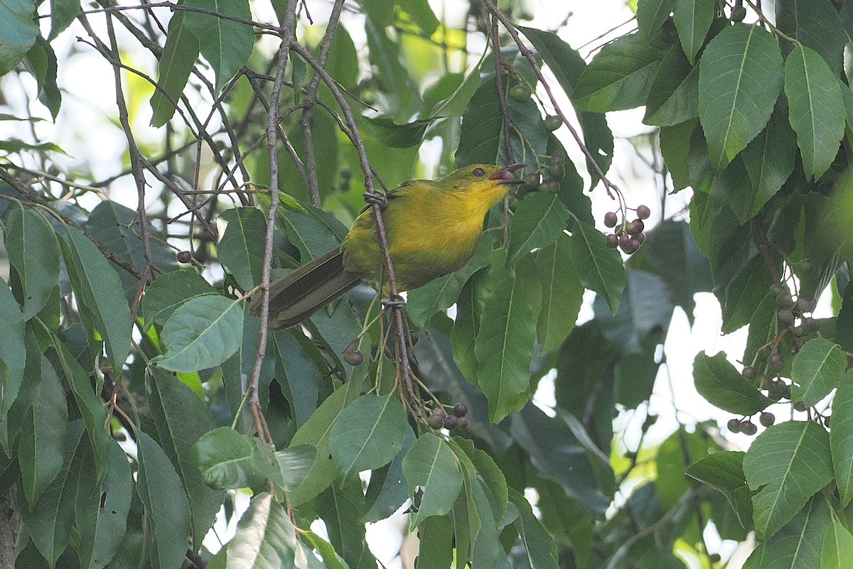 Joyful Greenbul - ML642951308
