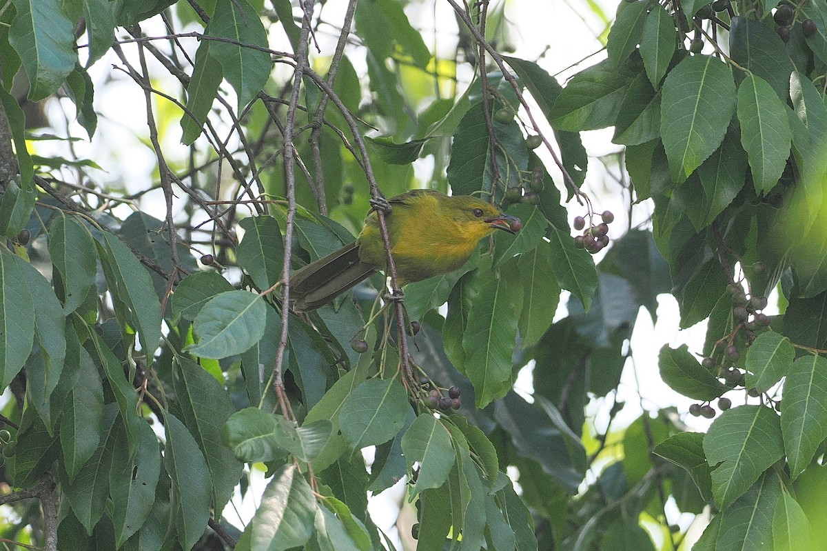Joyful Greenbul - ML642951309