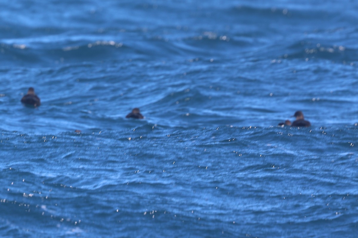Short-tailed Shearwater - ML642951311