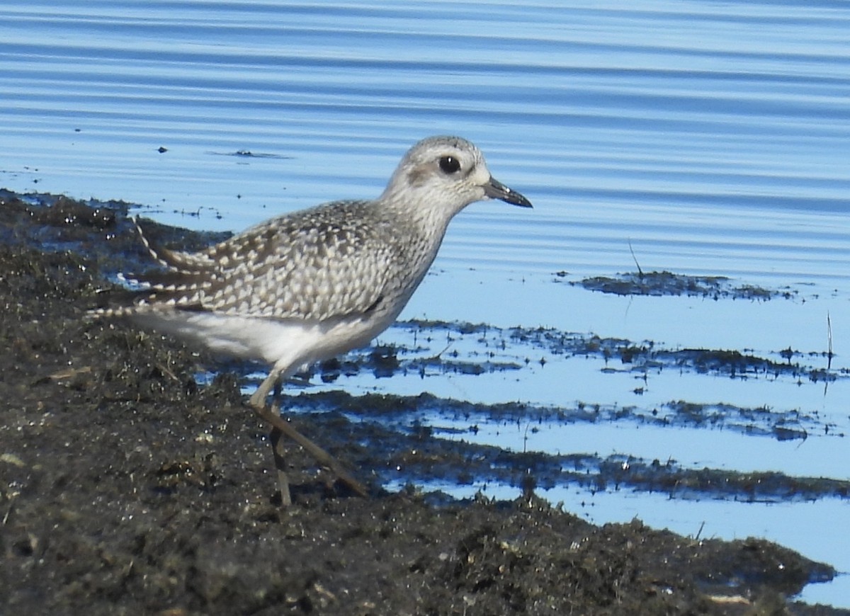 Black-bellied Plover - ML642951312