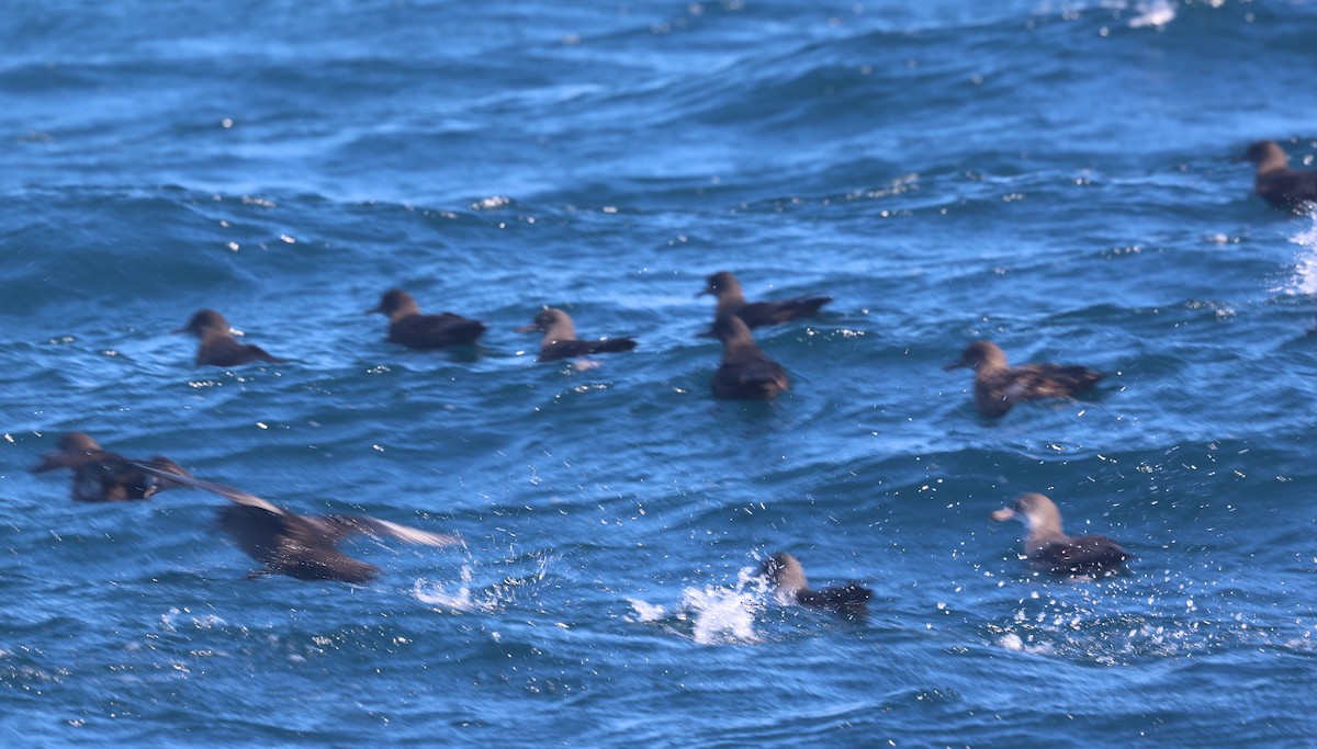 Short-tailed Shearwater - ML642951313
