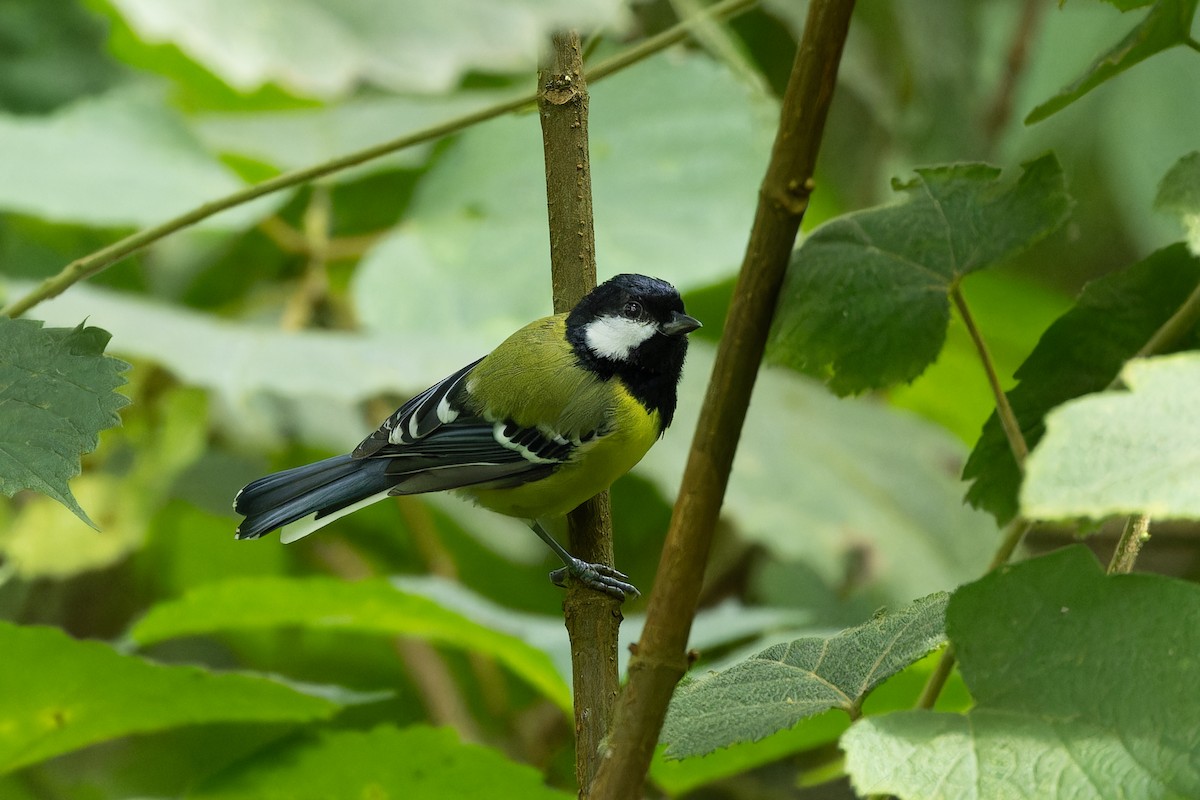 Green-backed Tit - ML642951317
