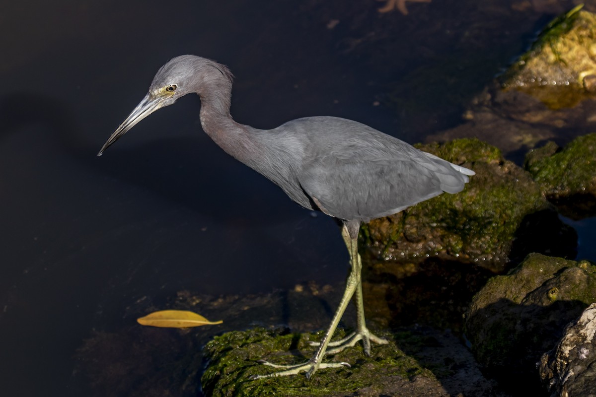 Little Blue Heron - ML642951320