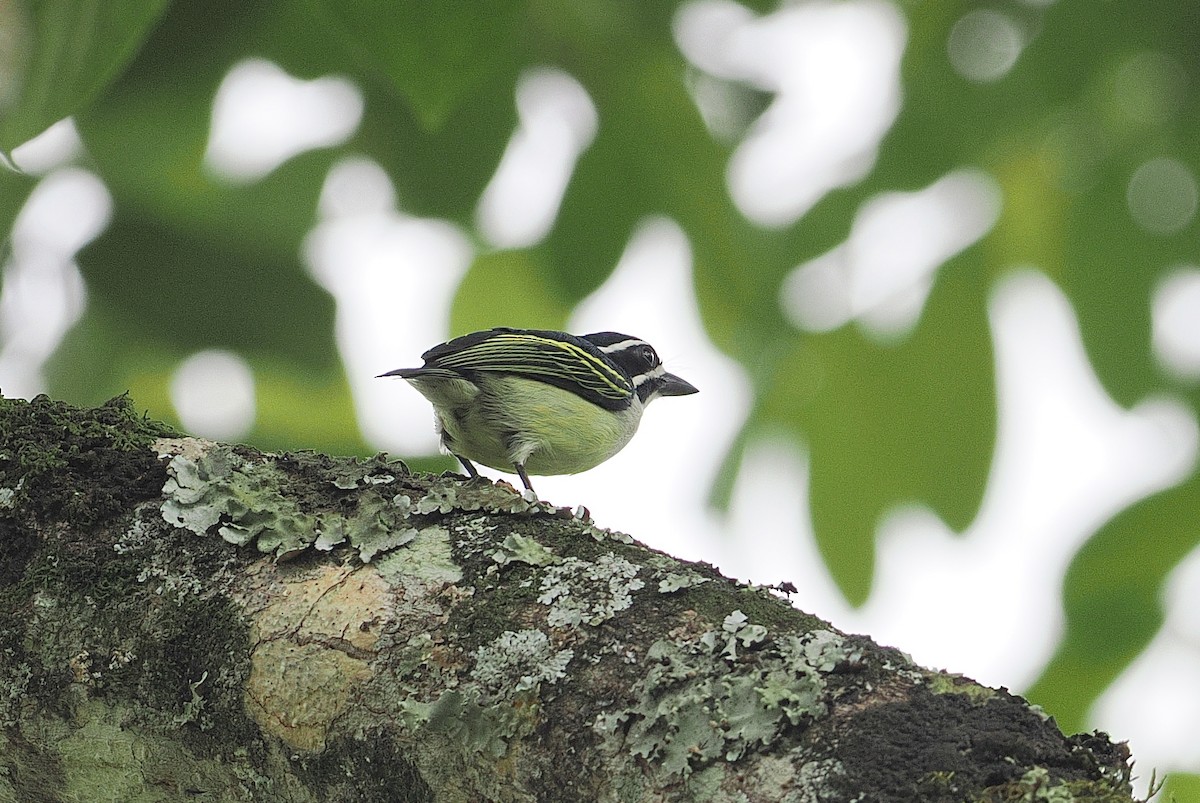 Yellow-rumped Tinkerbird - ML642951324