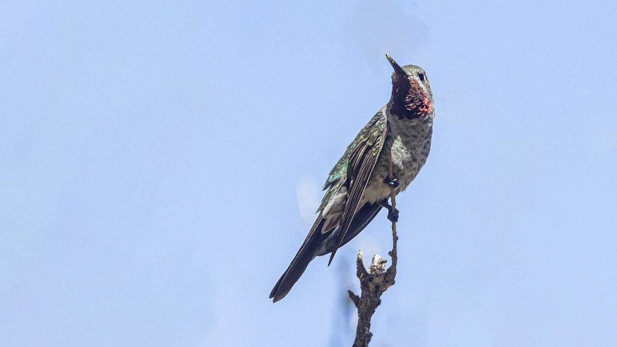 Bronze-tailed Comet - ML642951341