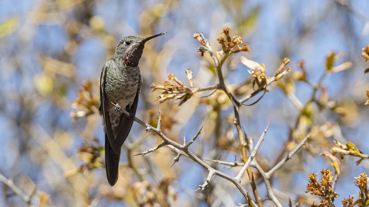 Bronze-tailed Comet - ML642951342