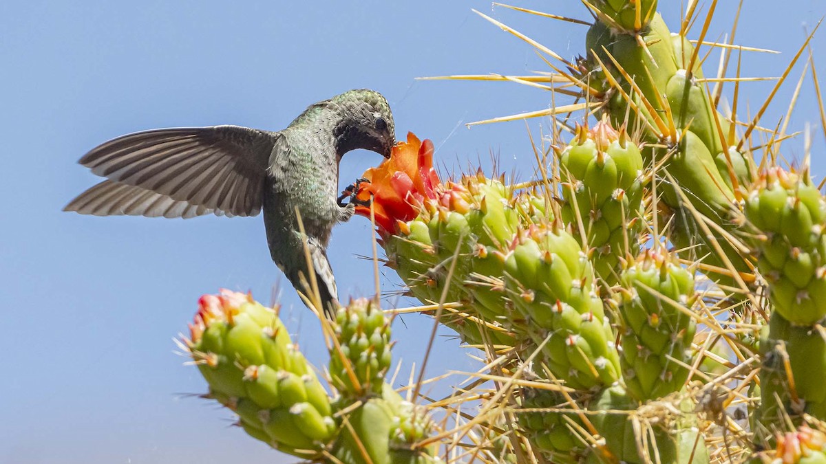 Bronze-tailed Comet - ML642951343