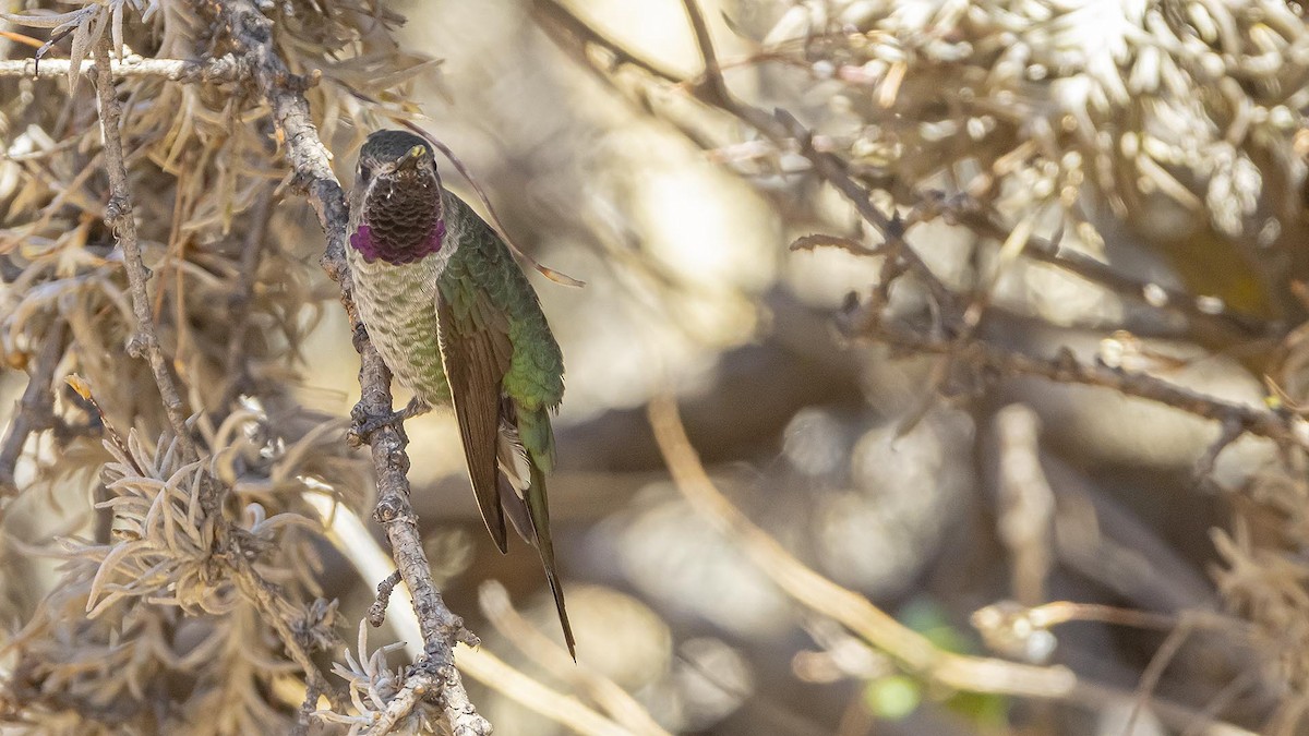 Bronze-tailed Comet - ML642951344
