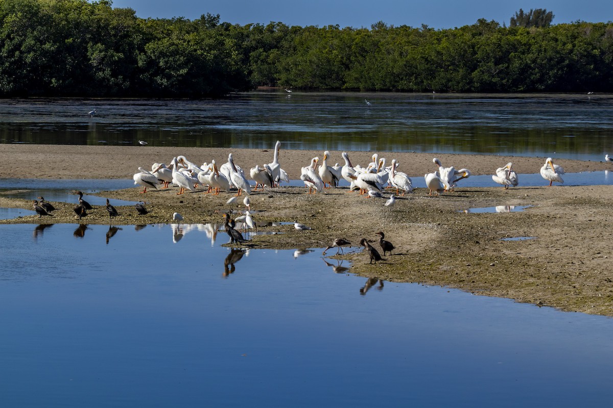 American White Pelican - ML642951353