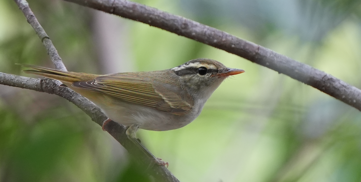 eBird Checklist - 4 Oct 2025 - Tuen Mun west woodland - 13 species