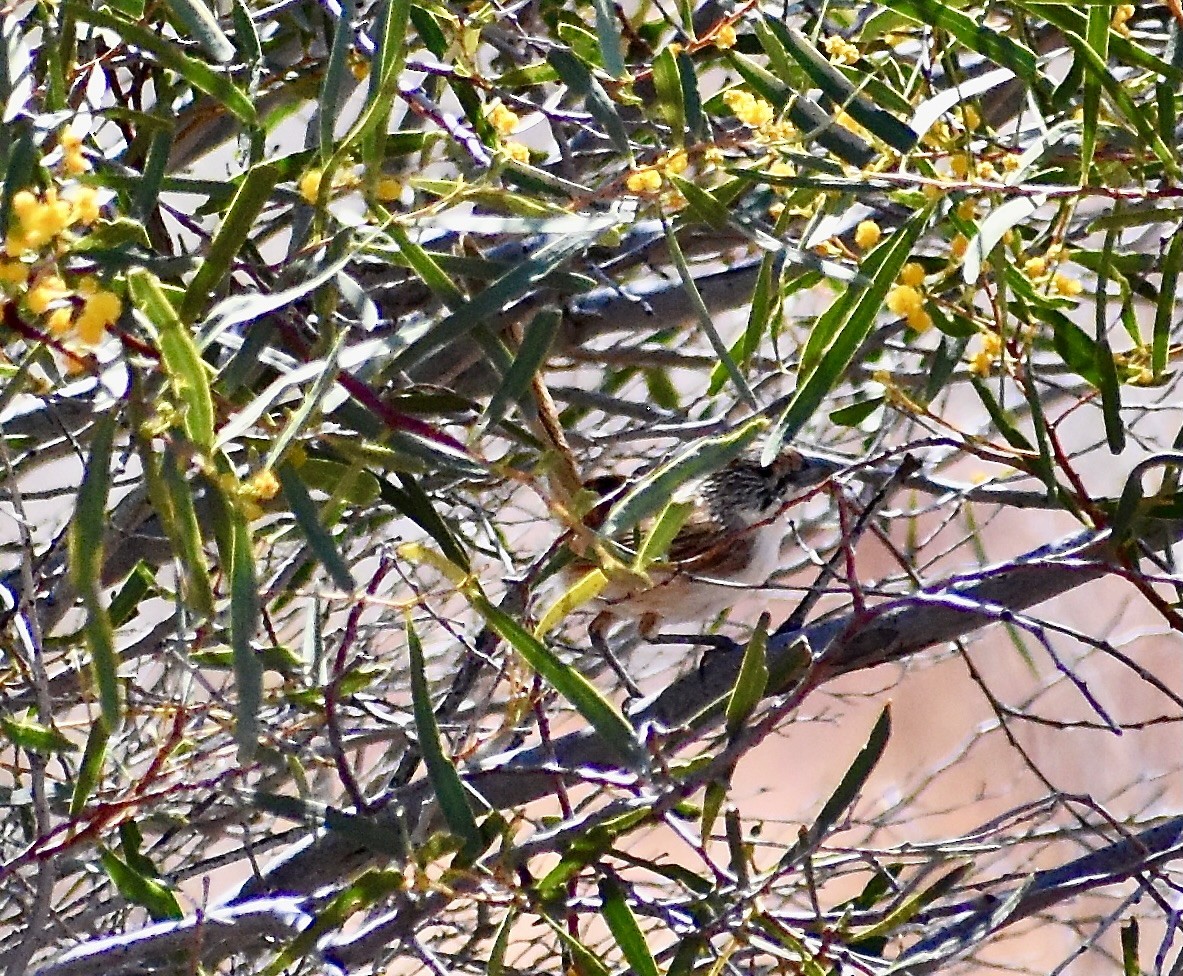 Eyrean Grasswren - ML642951358