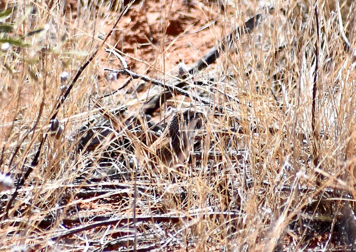 Eyrean Grasswren - ML642951360