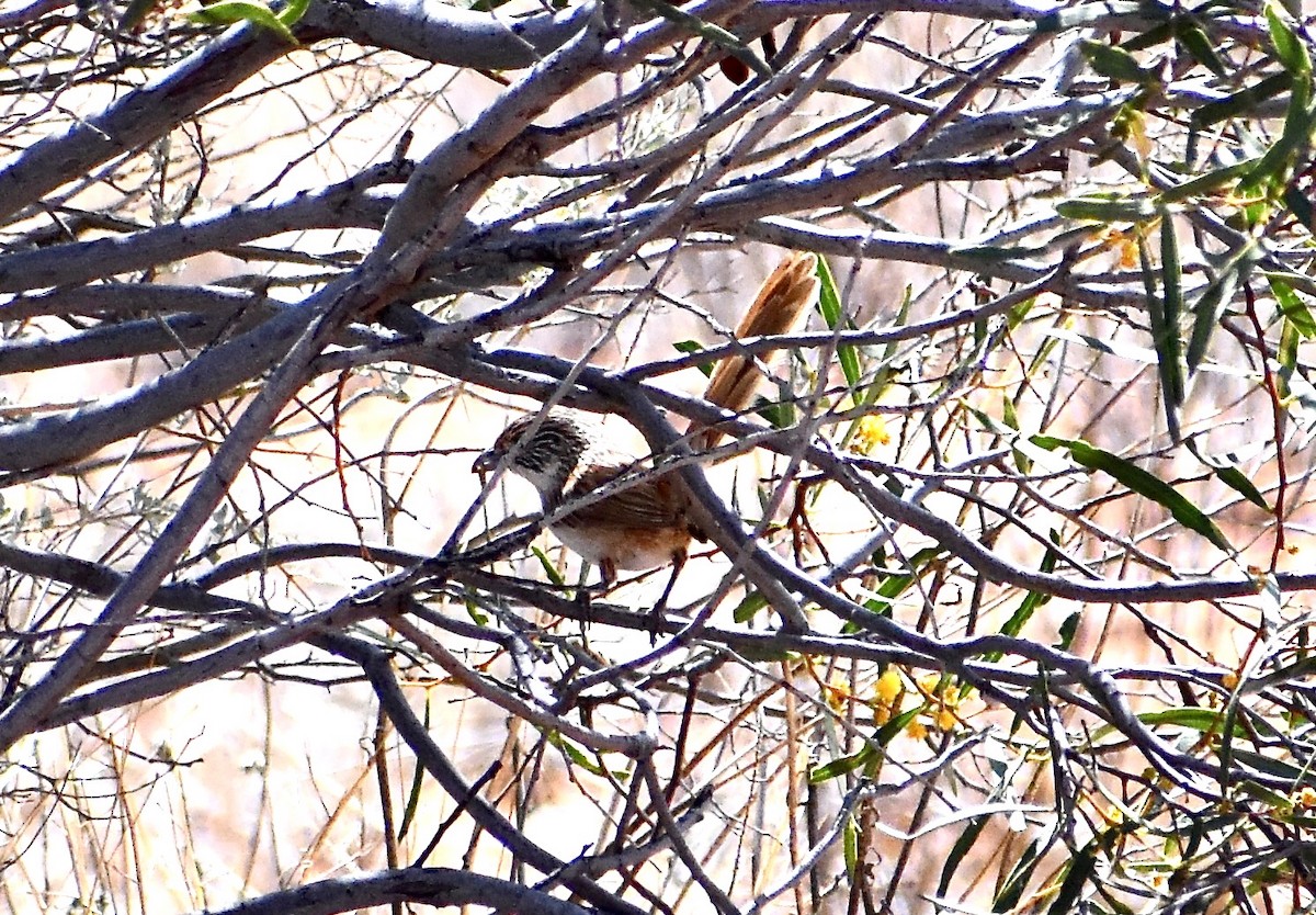 Eyrean Grasswren - ML642951361