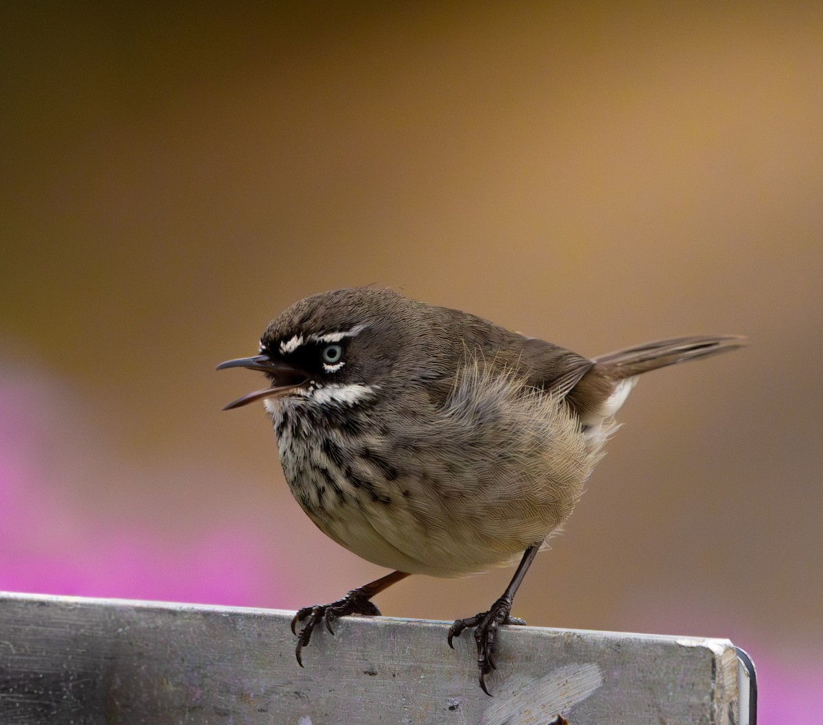 Spotted Scrubwren - ML642951370