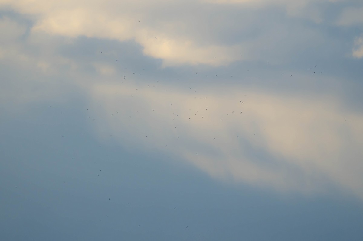 gull sp. - ML642951378