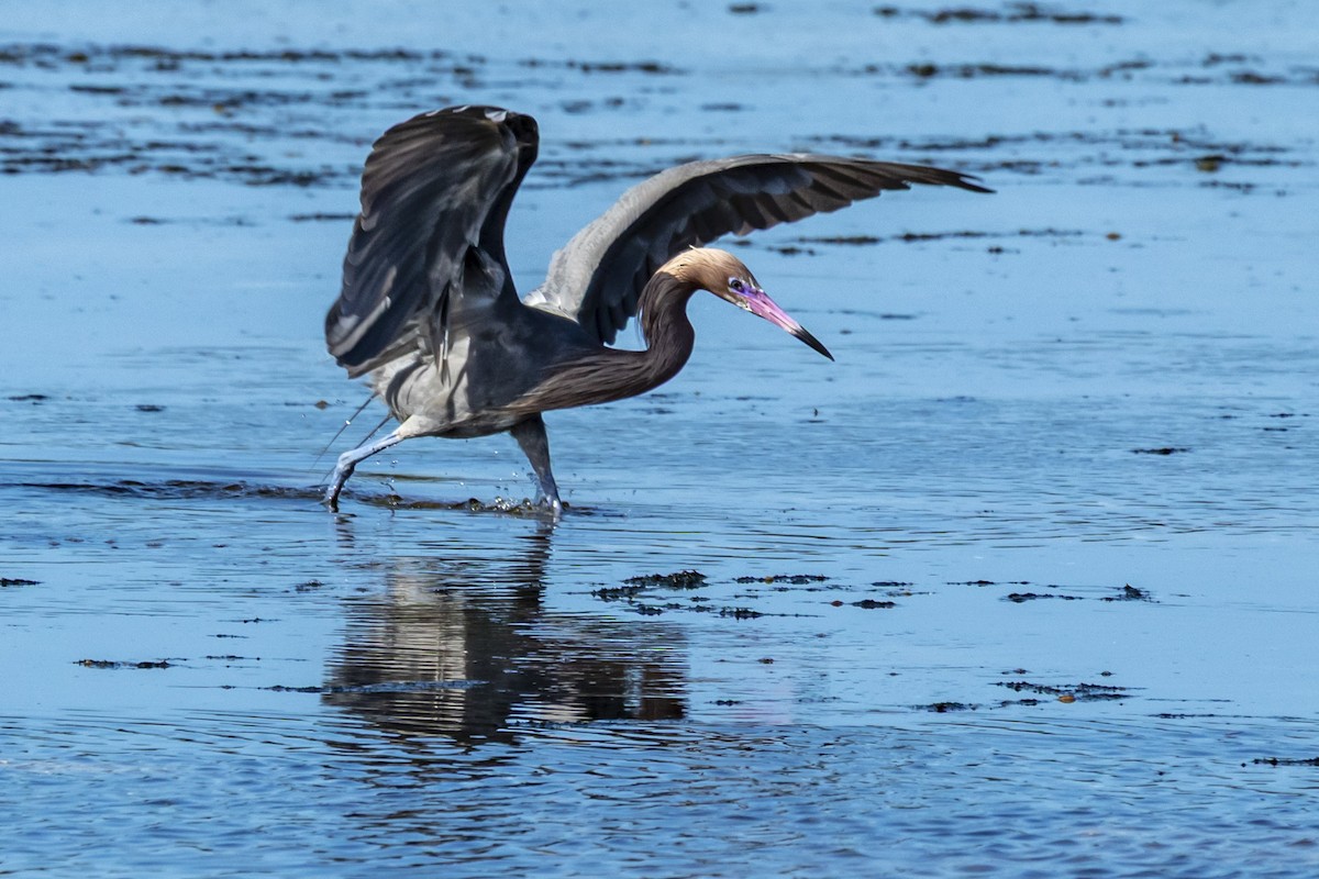 Reddish Egret - ML642951381