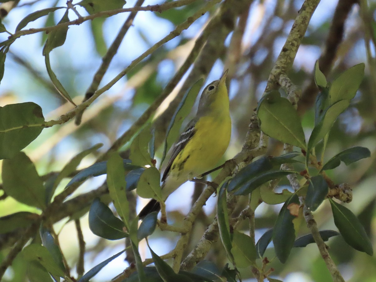 Magnolia Warbler - ML642951382