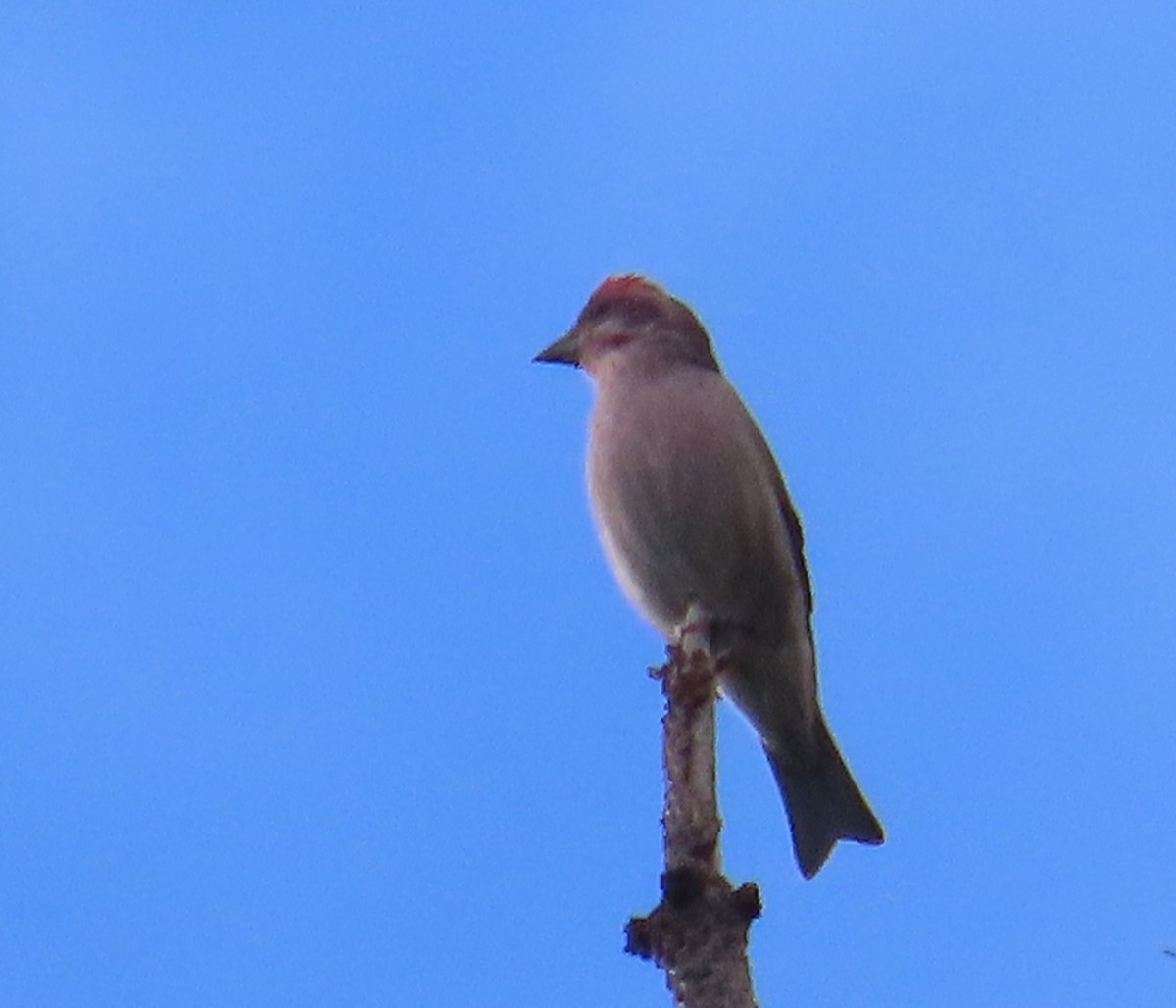 Cassin's Finch - ML642951383
