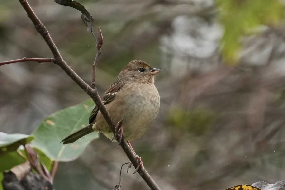 Golden-crowned Sparrow - ML642951384