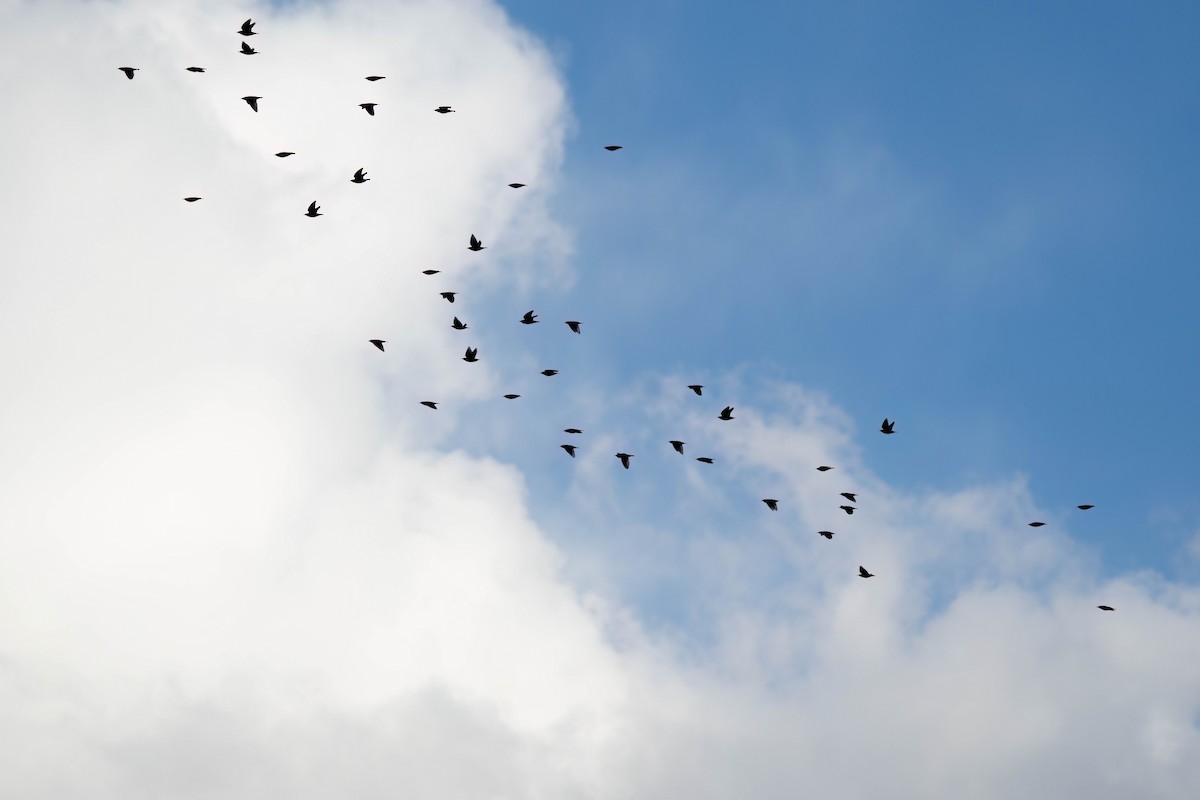 European Starling - ML642951390