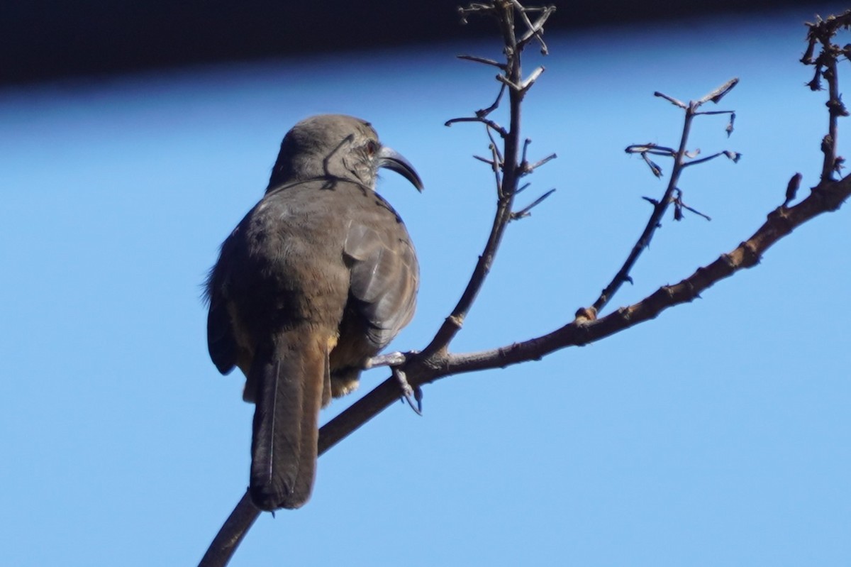 California Thrasher - ML642951391