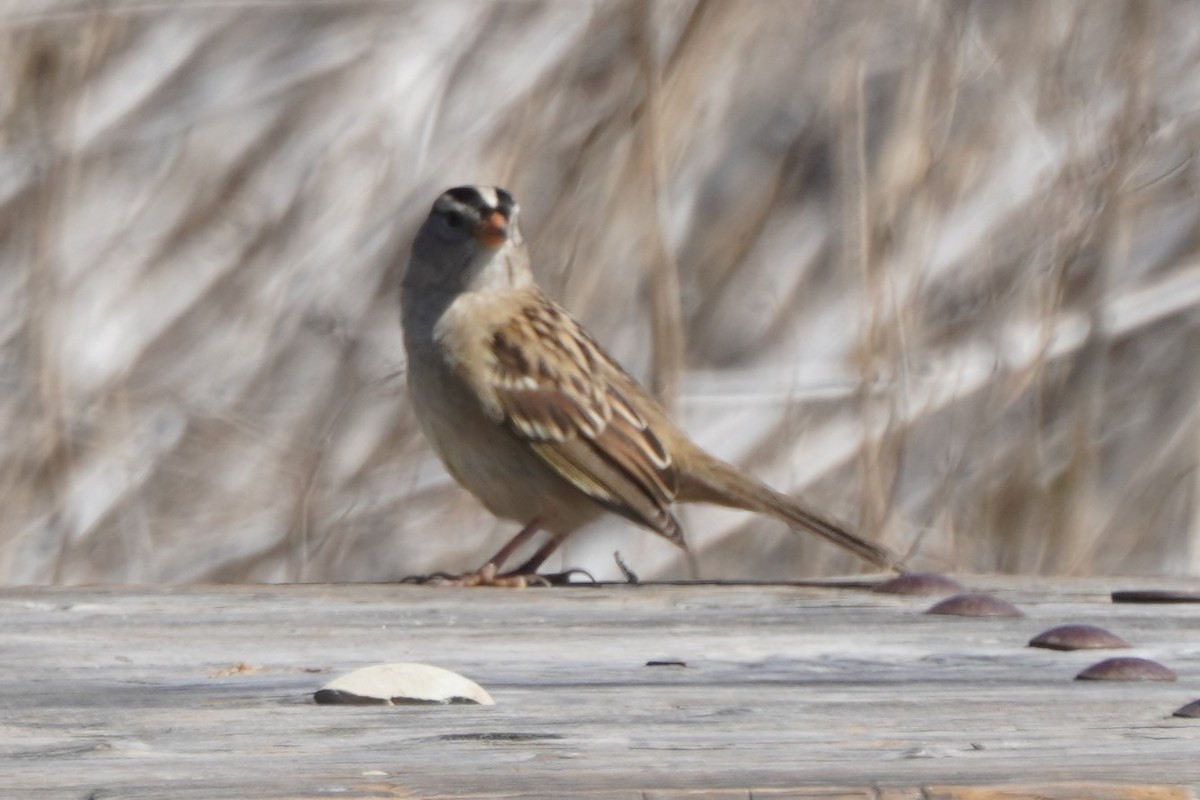 White-crowned Sparrow - ML642951394