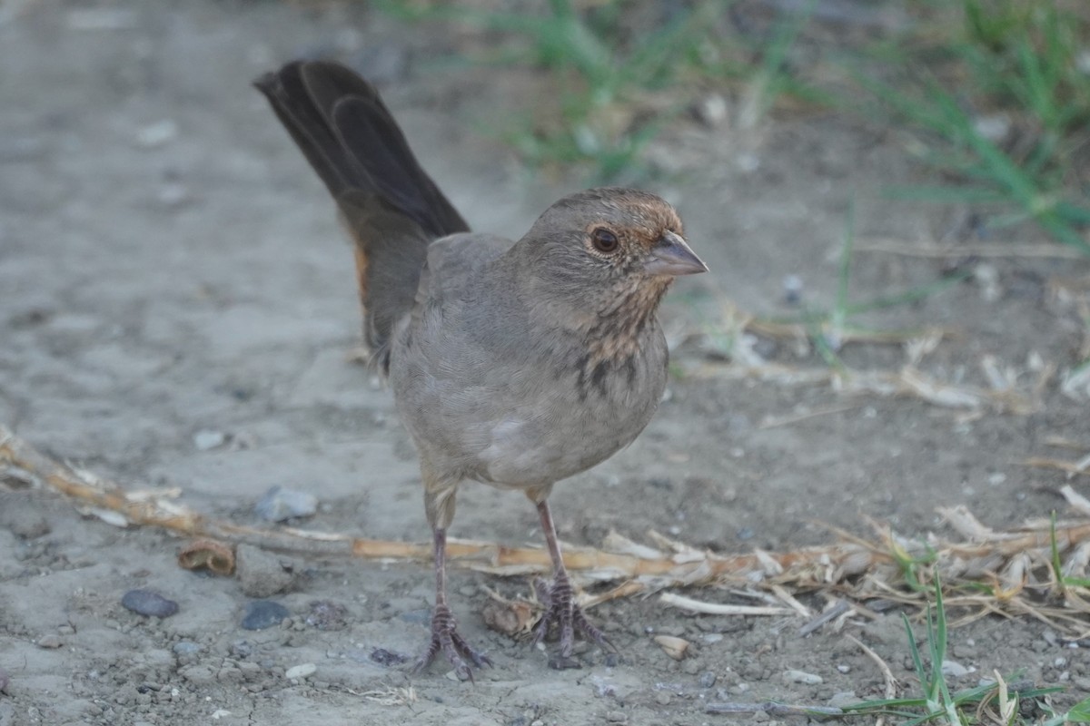 California Towhee - ML642951397