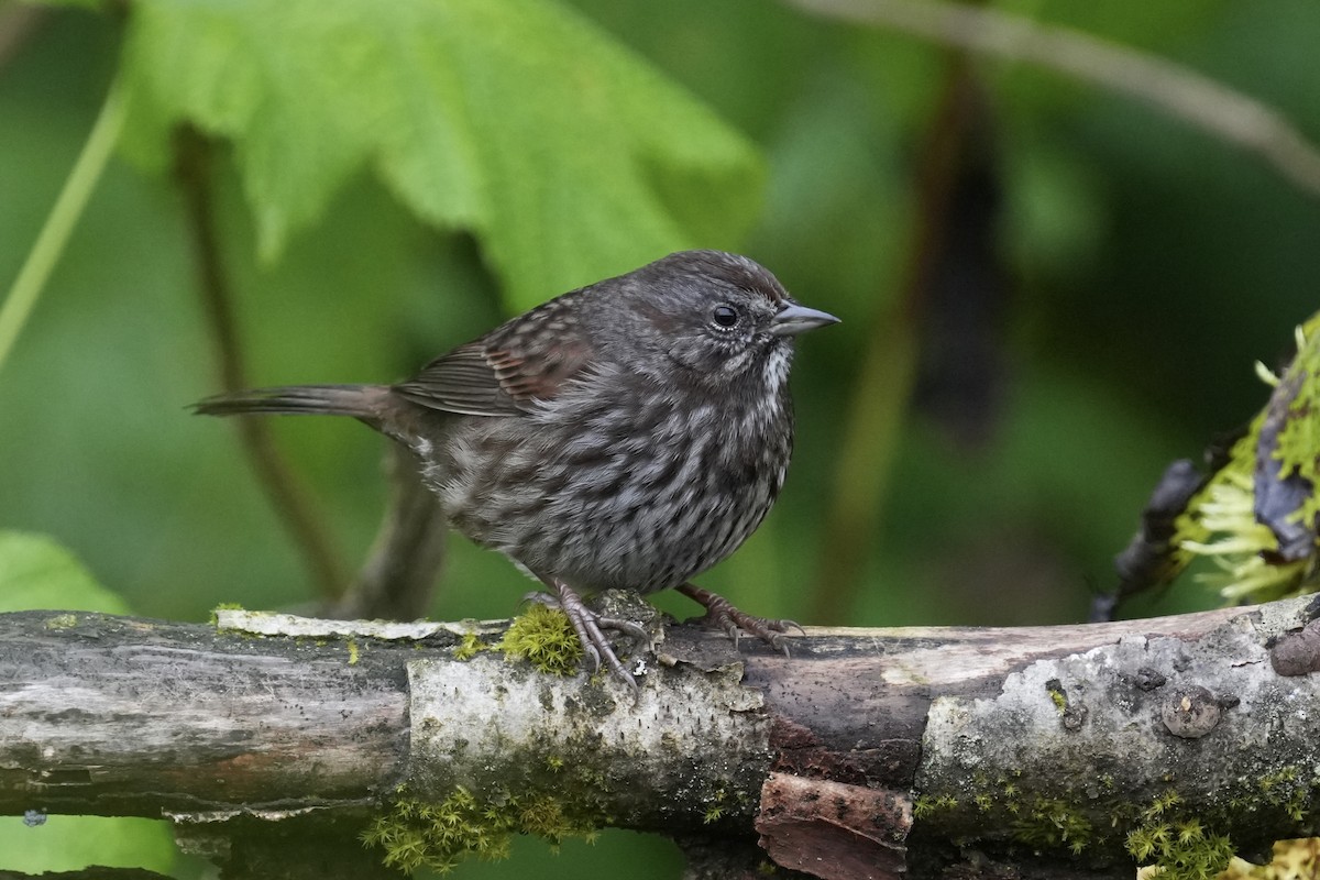 Song Sparrow - ML642951398