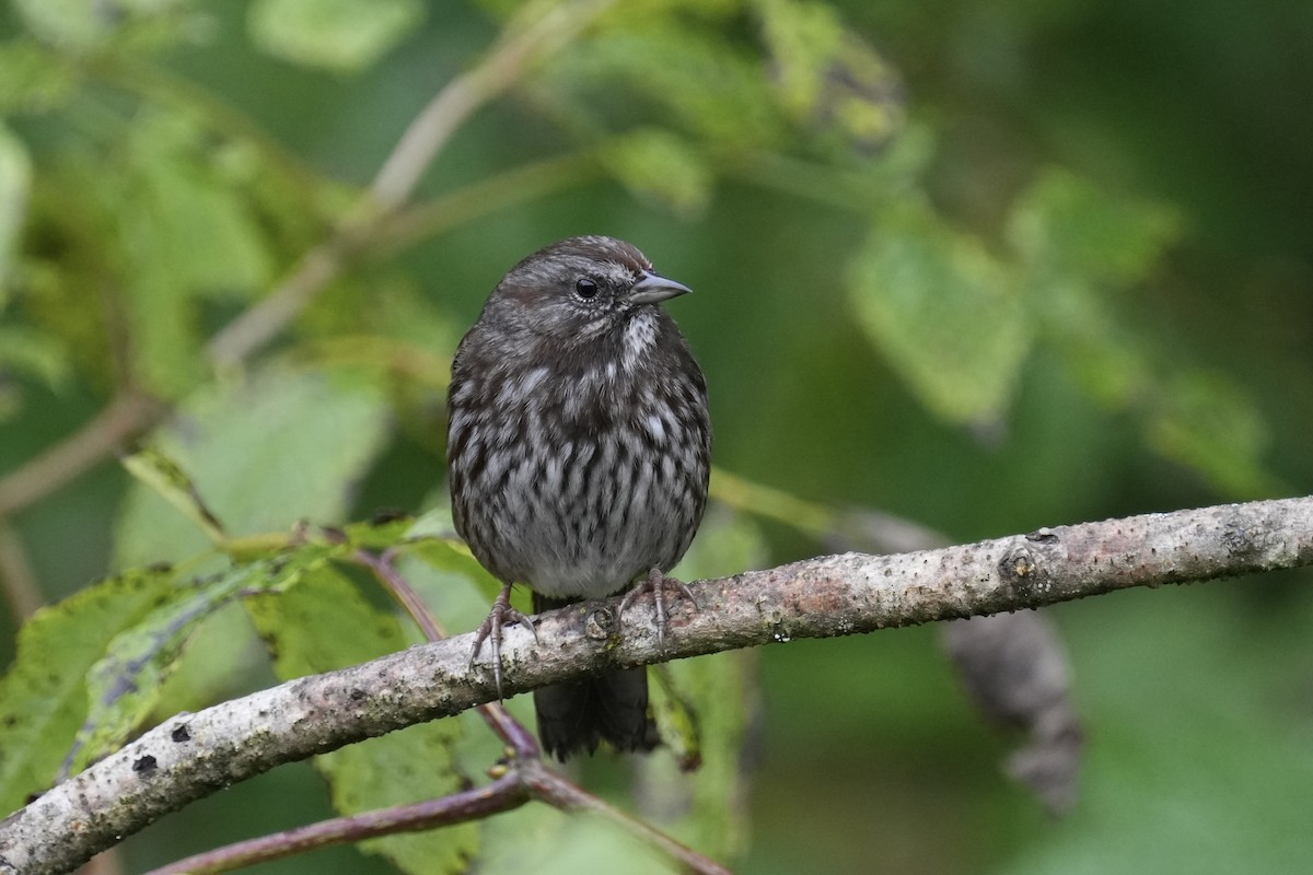 Song Sparrow - ML642951399