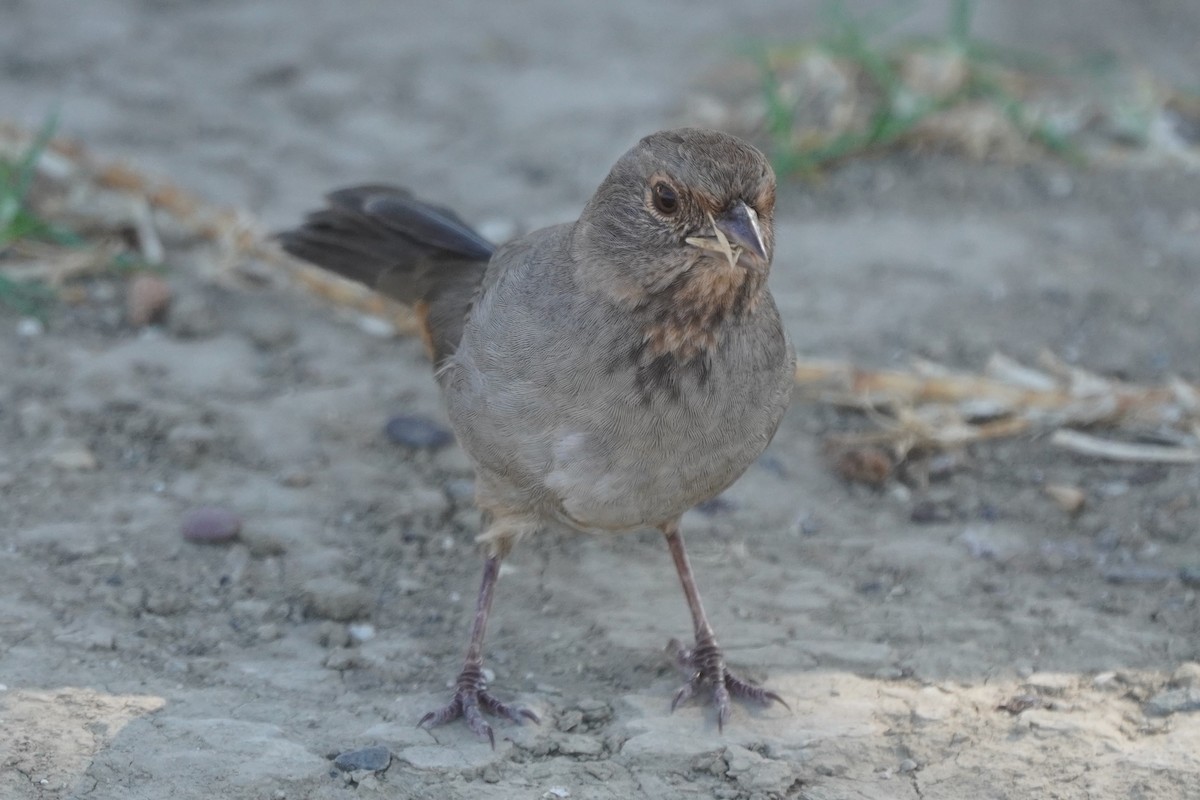 California Towhee - ML642951400