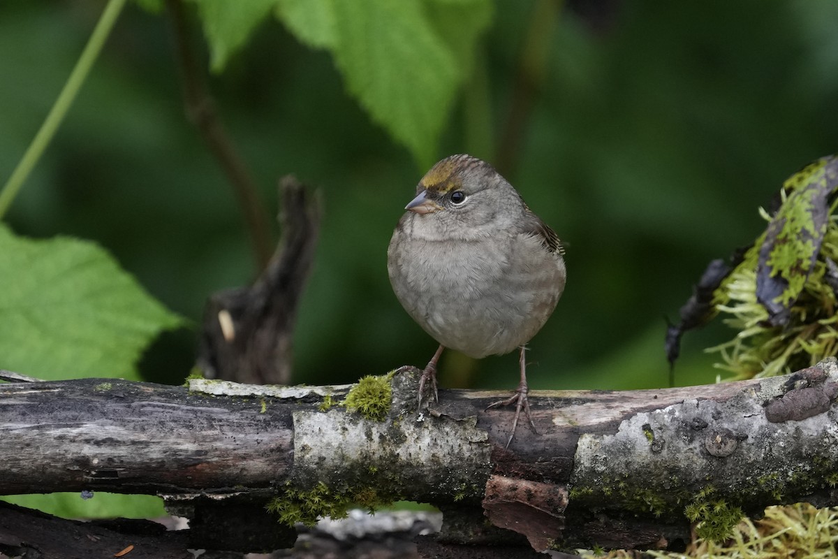 Golden-crowned Sparrow - ML642951402