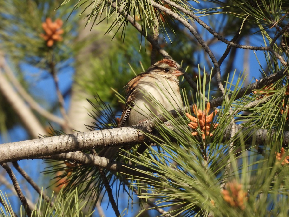 Chipping Sparrow - ML642951404
