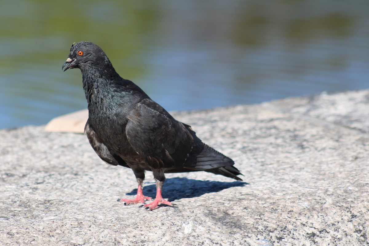 Rock Pigeon (Feral Pigeon) - ML642951405