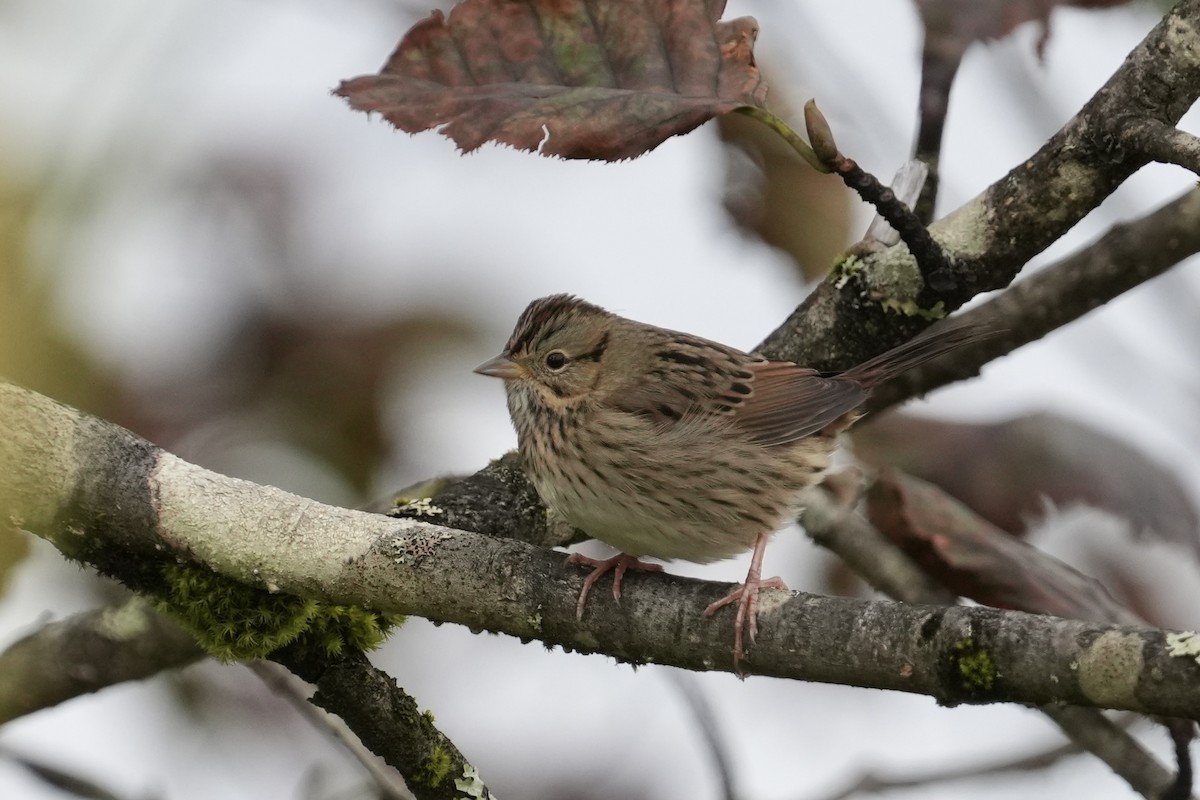 Lincoln's Sparrow - ML642951407