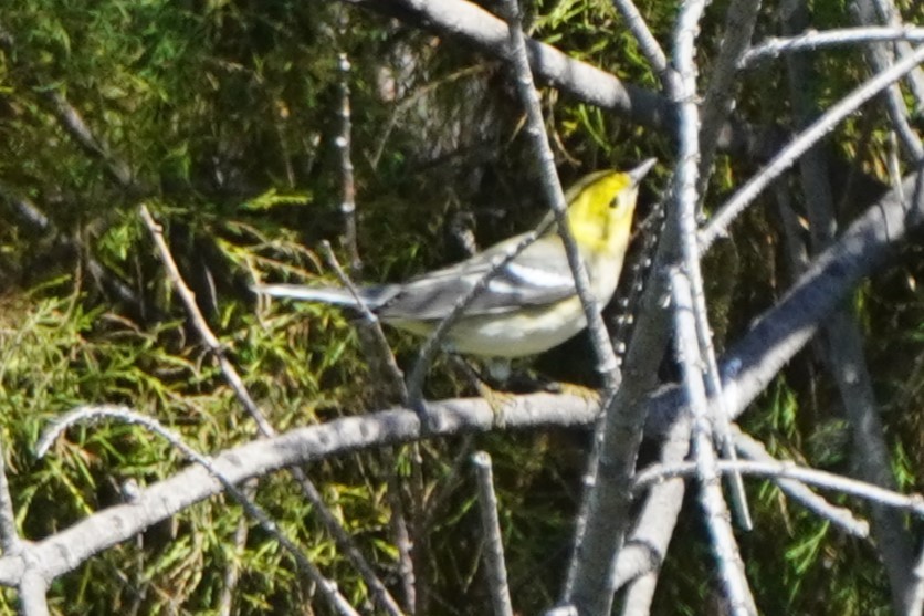 Hermit Warbler - ML642951409