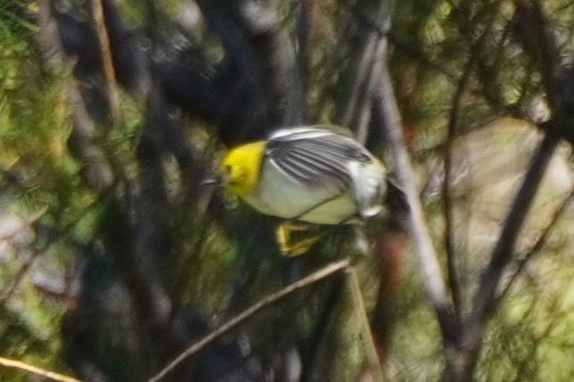 Hermit Warbler - ML642951412