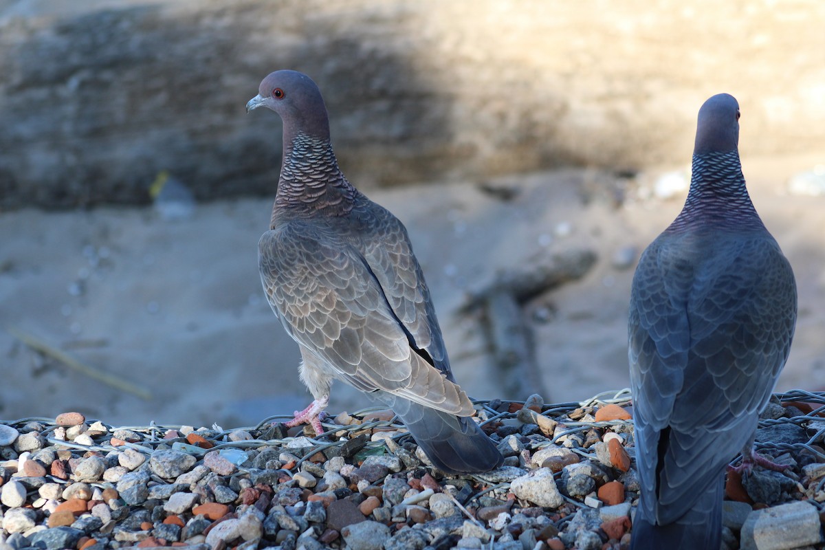 Picazuro Pigeon - ML642951417