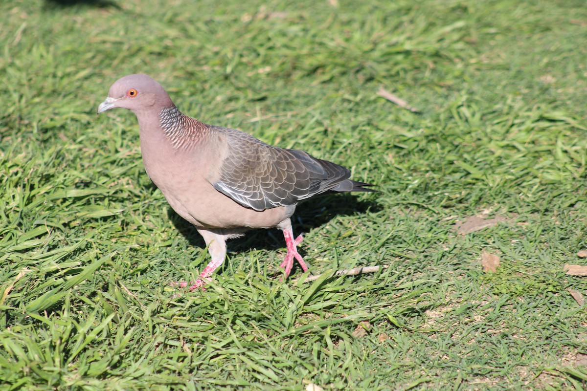 Picazuro Pigeon - ML642951418