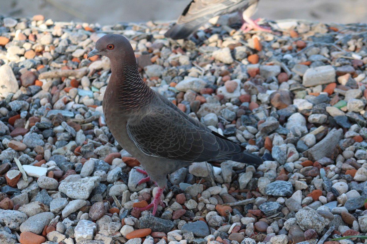 Picazuro Pigeon - ML642951419