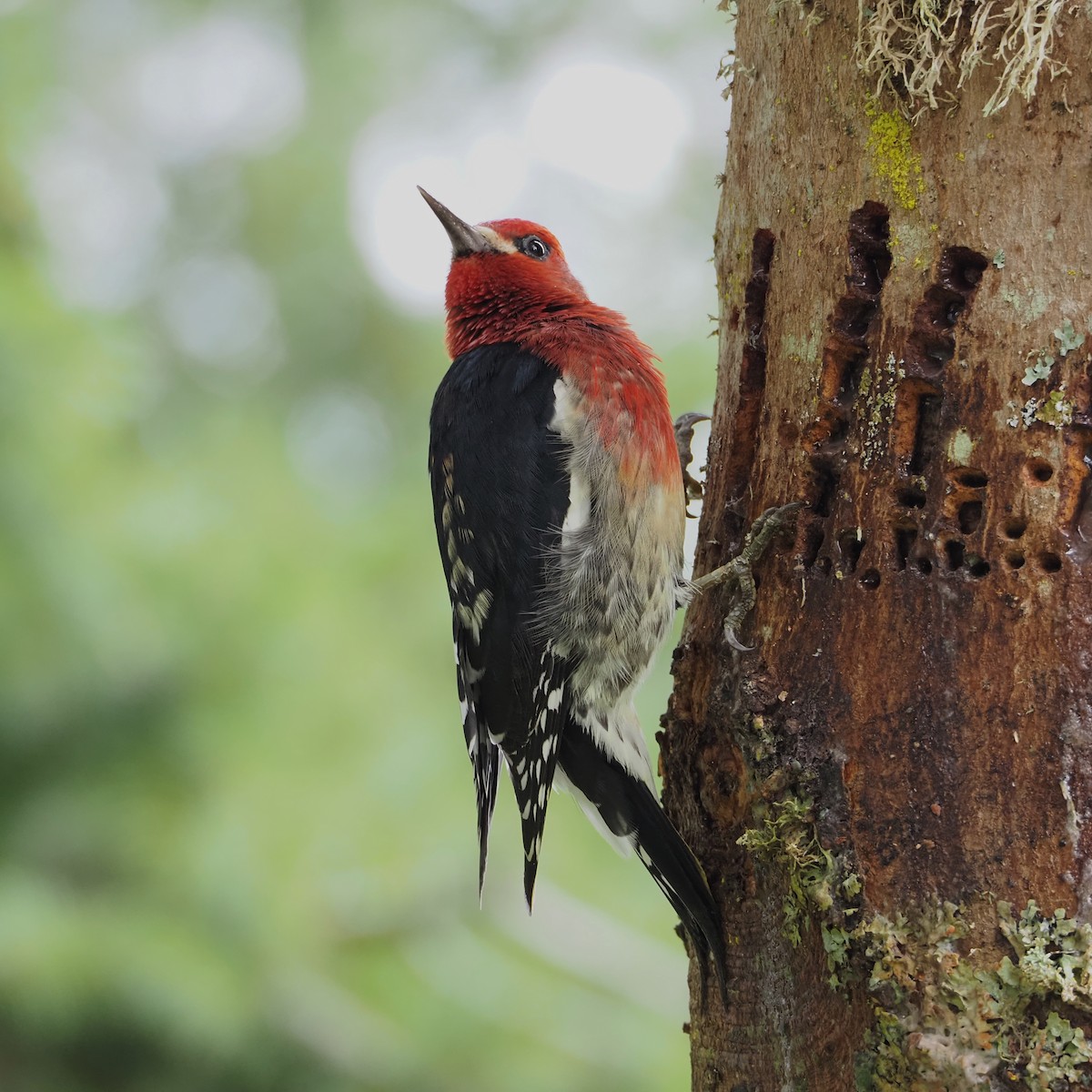 Red-breasted Sapsucker - ML642951423