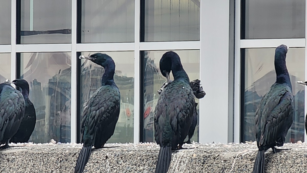 Pelagic Cormorant - ML642951430