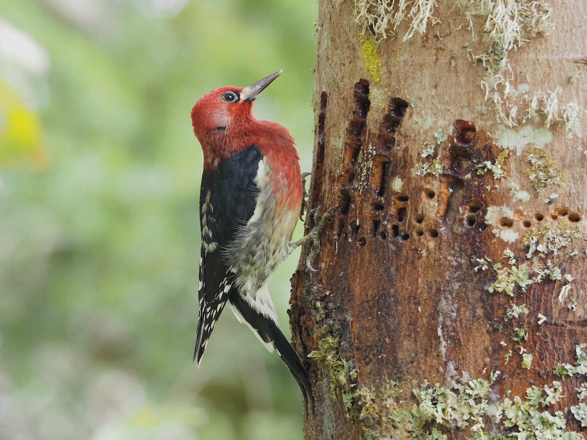 Red-breasted Sapsucker - ML642951431