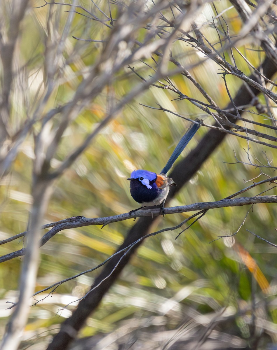 Blue-breasted Fairywren - ML642951434