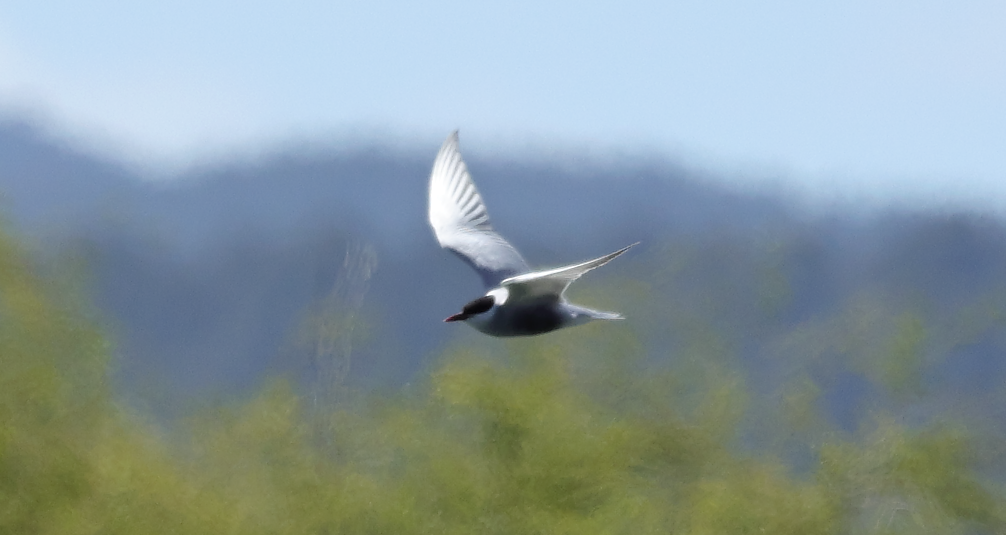 Whiskered Tern - ML642951440