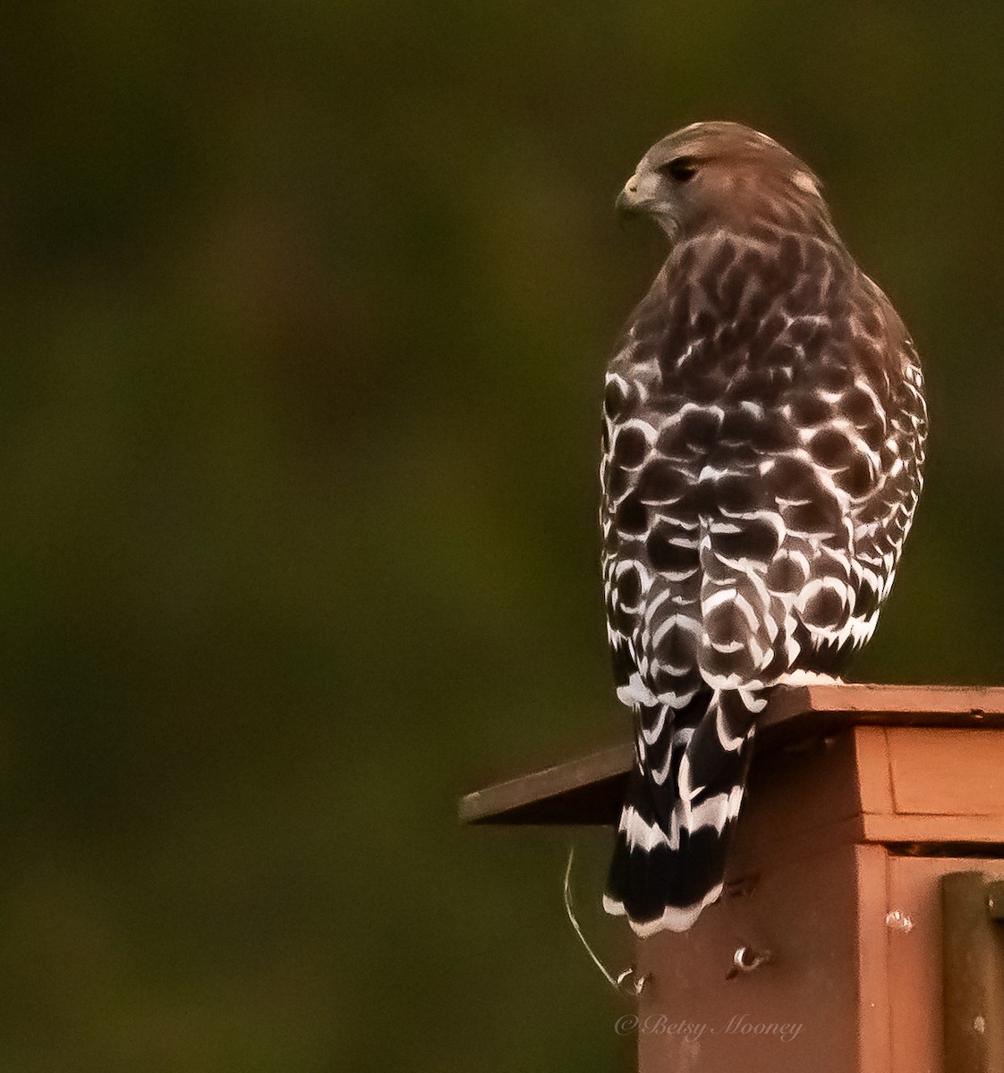 Red-shouldered Hawk - ML642951449
