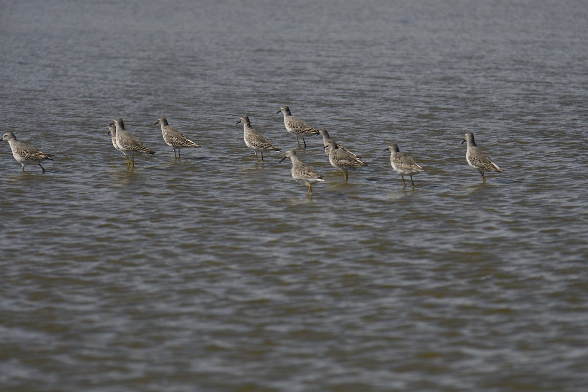 Stilt Sandpiper - ML642951453